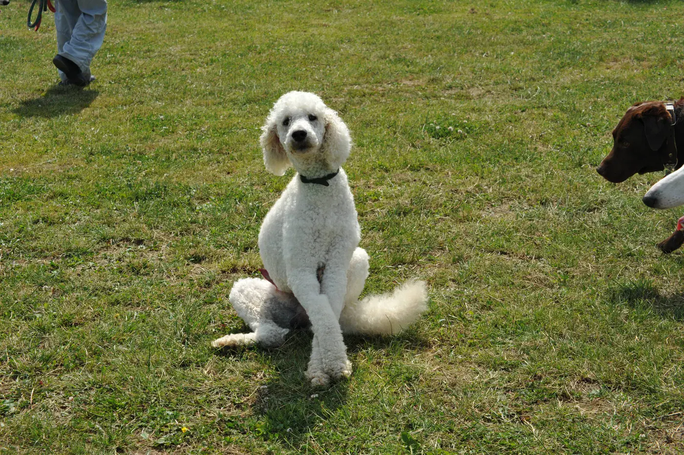 Originalfoto eines Hundes auf der Hundewiese aus der Projektgalerie